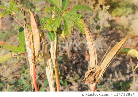 Okra plant in organic gardening. Green vegetable. Abelmoschus esculentus seed head in meadow in sunny day. Okra plant in organic gardening. Green vegetable. Abelmoschus esculentus seed head in meadow in sunny day. 134738954