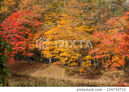 豐田市（愛知縣）高戶屋濕地 134739732