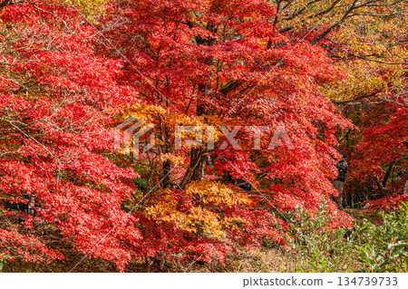 豐田市（愛知縣）高戶屋濕地 134739733