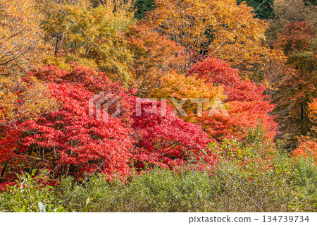 Takadoya Wetlands in Toyota City (Aichi Prefecture) 134739734