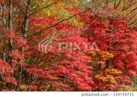 Takadoya Wetlands in Toyota City (Aichi Prefecture) 134739735
