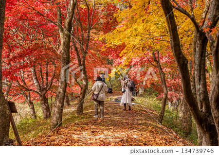 Takadoya Wetlands in Toyota City (Aichi Prefecture) 134739746