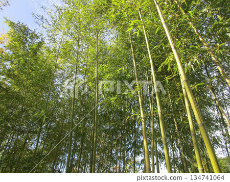 秋天的竹林景觀 秋天的竹林景觀 134741064