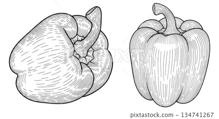 Two bell peppers illustration with vintage engraving style, ideal for print design projects Two bell peppers illustration with vintage engraving style, ideal for print design projects 134741267