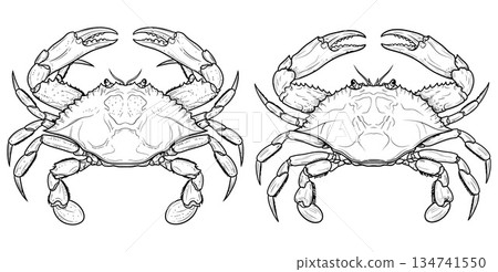 Two outline drawings of crabs with detailed shells and raised claws illustration art 134741550