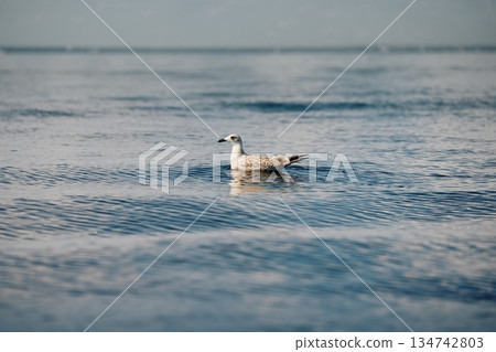 A seagull flies close to the surface of the water on a clear sunny day 134742803