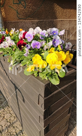 Colorful pansies in dark wooden planter on city street Colorful pansies in dark wooden planter on city street 134742930