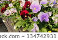 Multicolored pansy flowers blooming in sunlight 134742931
