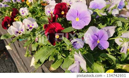 Multicolored pansy flowers blooming in sunlight Multicolored pansy flowers blooming in sunlight 134742931
