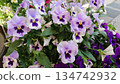 Group of purple and lilac pansy flowers in close up 134742932
