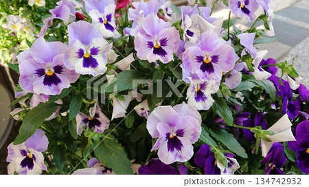Group of purple and lilac pansy flowers in close up Group of purple and lilac pansy flowers in close up 134742932