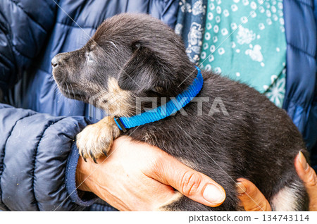 Puppy little dog in hands Puppy little dog in hands 134743114