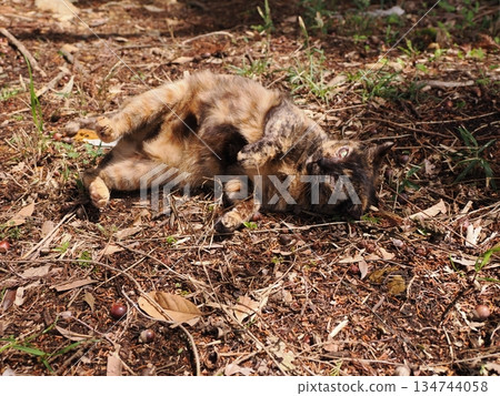 Cute kitten about to leave its parents Cute kitten about to leave its parents 134744058