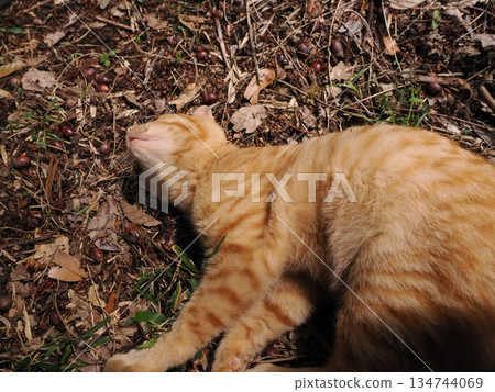 Cute kitten about to leave its parents Cute kitten about to leave its parents 134744069
