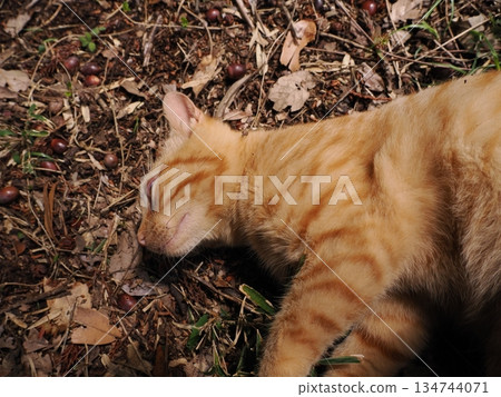 Cute kitten about to leave its parents 134744071