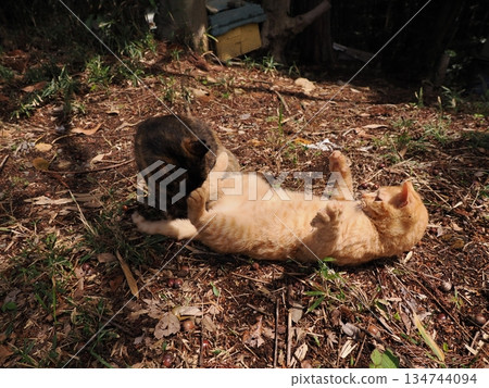 Cute kitten about to leave its parents Cute kitten about to leave its parents 134744094
