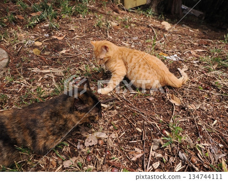 Cute kitten about to leave its parents 134744111