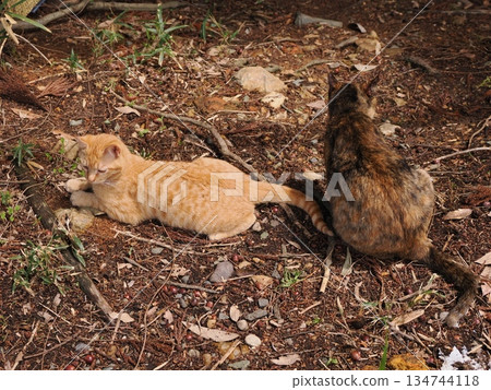 Cute kitten about to leave its parents 134744118