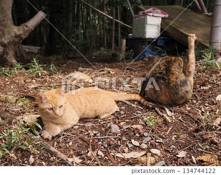 可愛的小貓即將離開父母 134744122