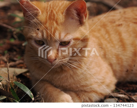 可愛的小貓即將離開父母 134744123