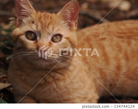 可愛的小貓即將離開父母 134744124