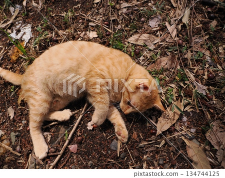 Cute kitten about to leave its parents Cute kitten about to leave its parents 134744125