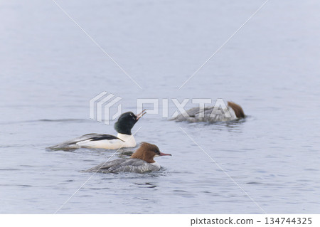 Common Merganser flying into the lake 134744325