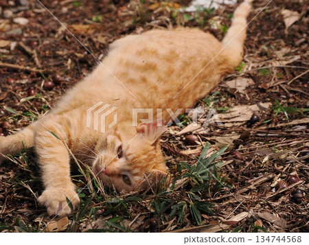 可愛的流浪貓小貓 134744568
