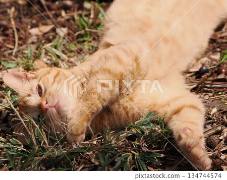 Cute stray cat kitten 134744574