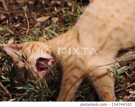 Cute stray cat kitten 134744582