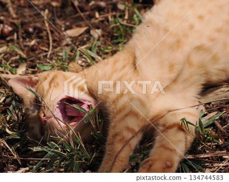 Cute stray cat kitten Cute stray cat kitten 134744583