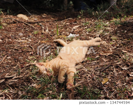 Cute stray cat kitten Cute stray cat kitten 134744594