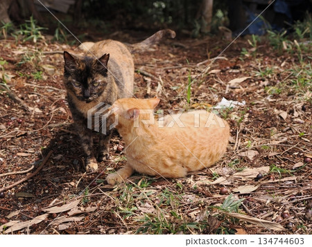Cute stray cat kitten Cute stray cat kitten 134744603