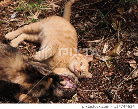 Cute stray cat kitten Cute stray cat kitten 134744624