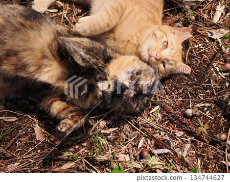 Cute stray cat kitten Cute stray cat kitten 134744627