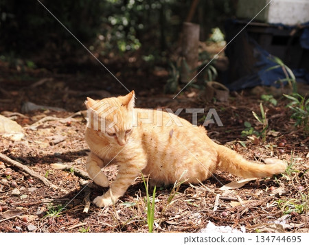 可愛的流浪貓小貓 134744695