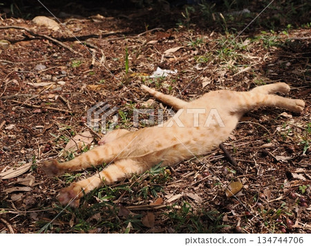 Cute stray cat kitten Cute stray cat kitten 134744706