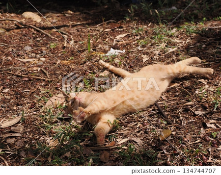 Cute stray cat kitten Cute stray cat kitten 134744707