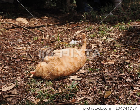 Cute stray cat kitten 134744717