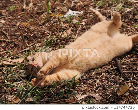 Cute stray cat kitten Cute stray cat kitten 134744726