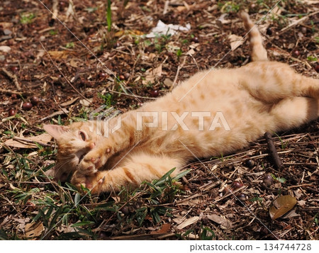 可愛的流浪貓小貓 134744728