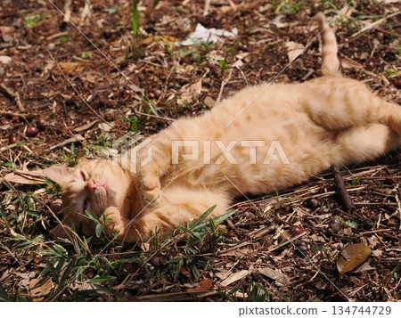 可愛的流浪貓小貓 134744729