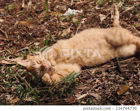 Cute stray cat kitten 134744730