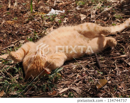 Cute stray cat kitten 134744737