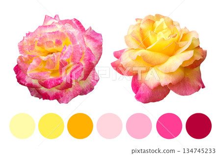 Yellowpink rose duo with palette, aesthetic Yellowpink rose duo with palette, aesthetic 134745233