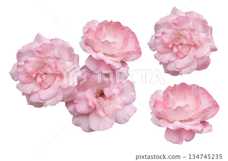 blush mini rose cluster isolated set blush mini rose cluster isolated set 134745235