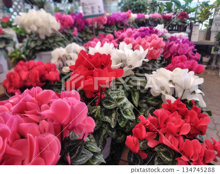 溫室裡擺滿了盆栽仙客來 134745288