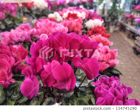 溫室裡擺滿了盆栽仙客來 134745290