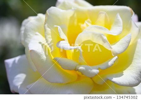 Rose Garden at Nagaoka Hillside Park (Niigata Prefecture) 134745302