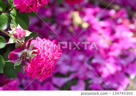 長岡丘陵公園玫瑰園(新潟縣) 長岡丘陵公園玫瑰園(新潟縣) 134745303